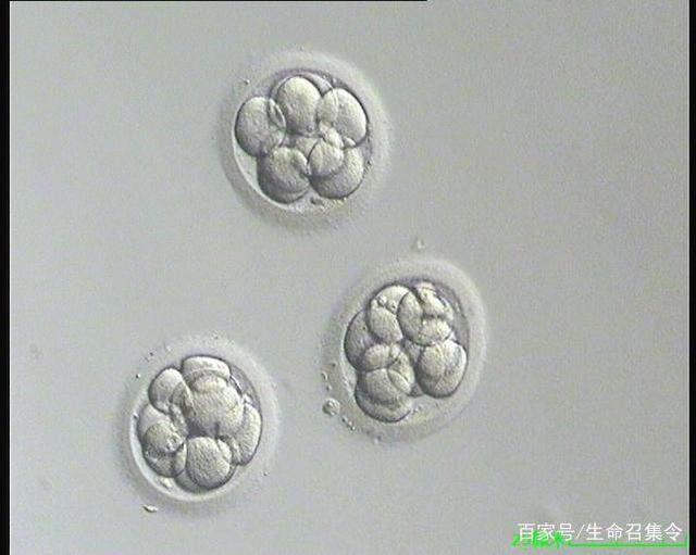 亲属间代孕