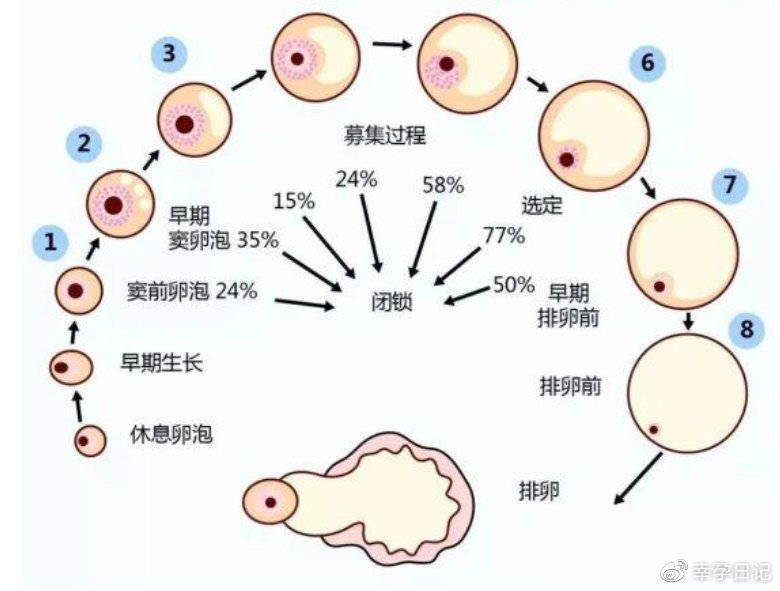 人工代孕