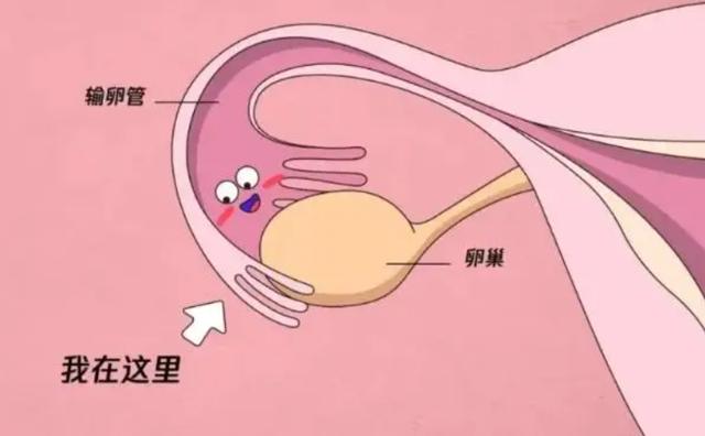 人工授精试管婴儿