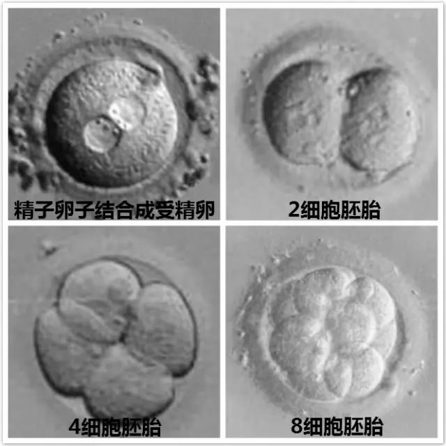 人工授精