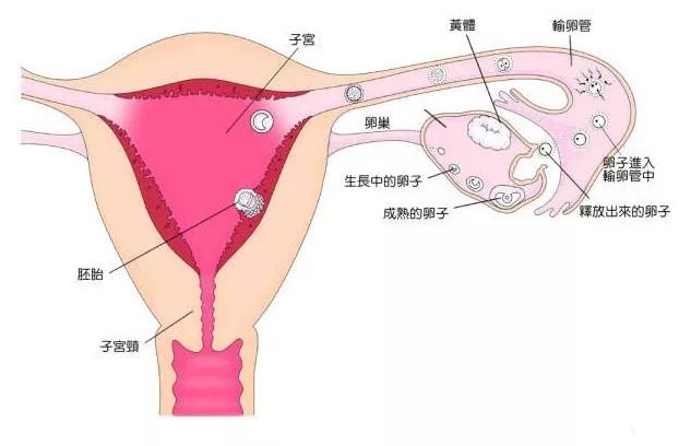 人工受孕