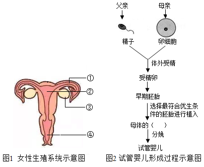 人工授精